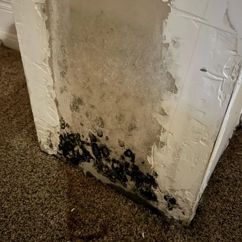 Professional Mold Removal in Cullen, LA
